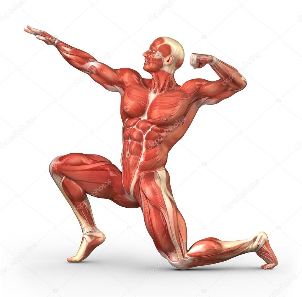 Male muscular system in body-builder position — Stock Photo
