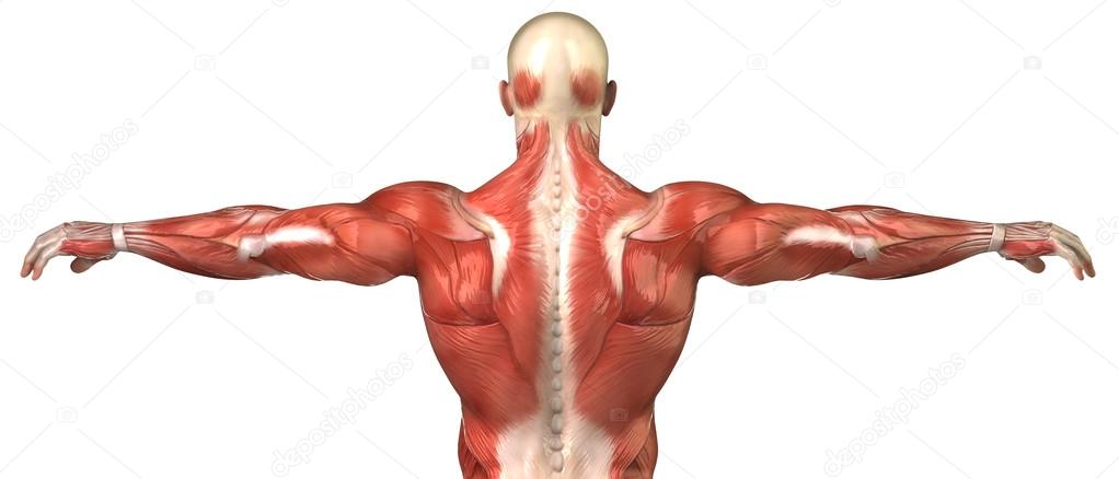 Male back muscular system anatomy in body-builder pose