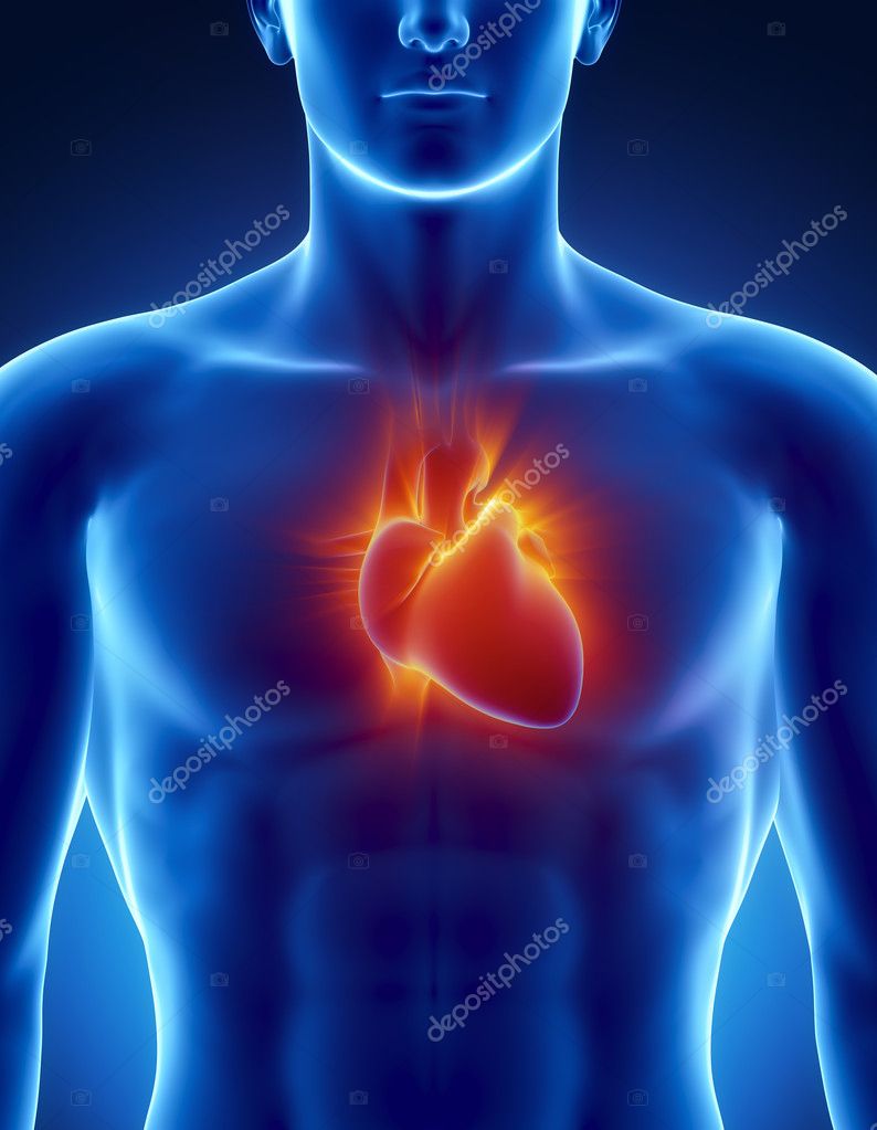 Human heart Stock Photos, Royalty Free Human heart Images ...