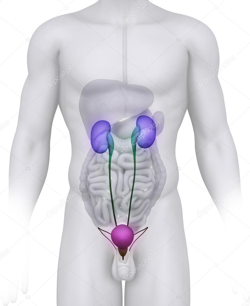 Male URINARY TRACT anatomy illustration on white