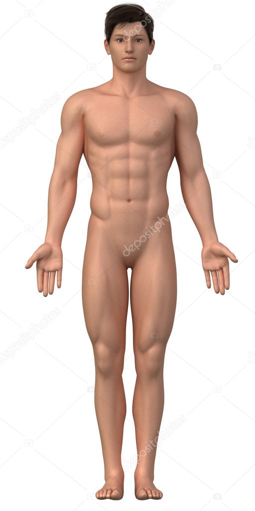 Naked man in anatomical position isolated - whole family also available