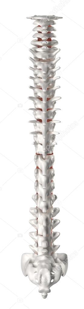 Spine posterior view