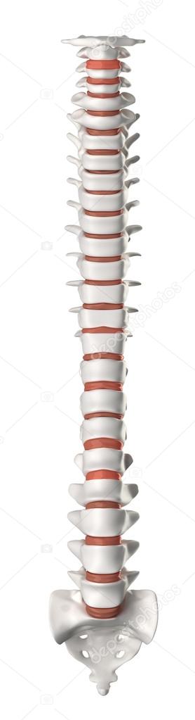 Spine anterior view