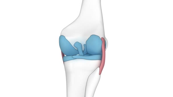 Knie in detail geïsoleerd — Stockvideo