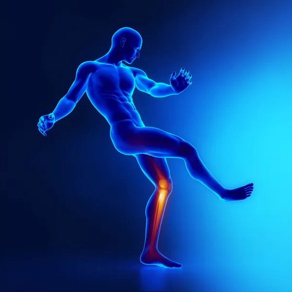 Articulações do joelho anatomia esportiva — Fotografia de Stock
