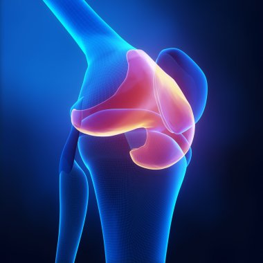 eklem kıkırdak anatomisi