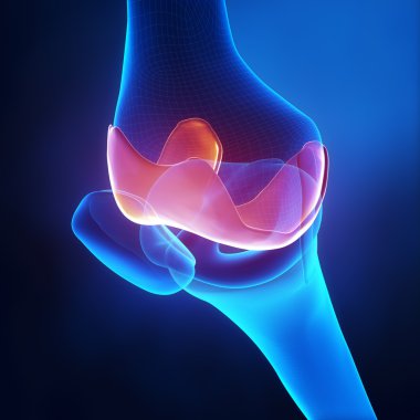 eklem kıkırdak anatomisi