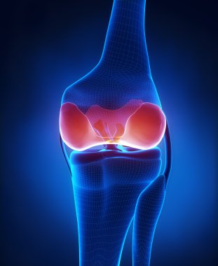 eklem kıkırdak anatomisi arka görünüm