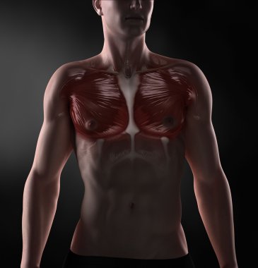 büyük pektoralis anatomisi