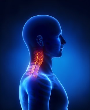 Cervical spine lateral view clipart