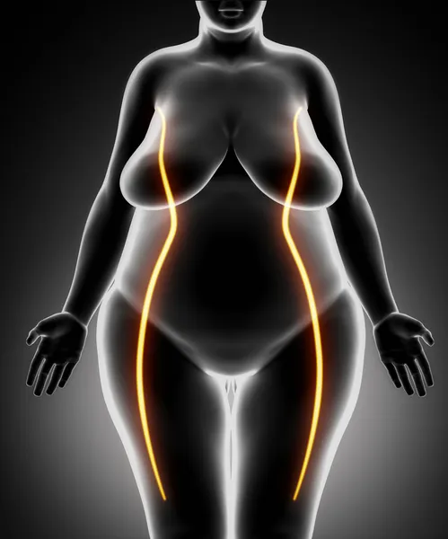 Fat woman with slim lines — Stock Photo, Image