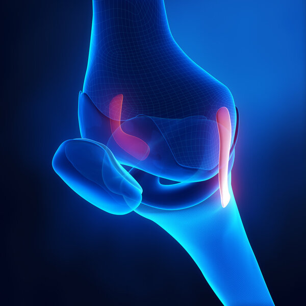 Knee ligaments anatomy