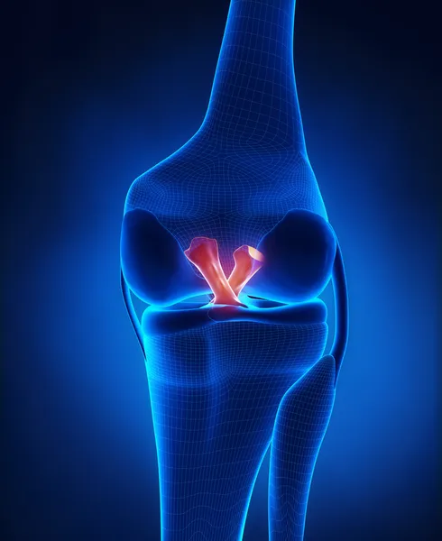 Voorste en achterste cruciate ligament — Stockfoto