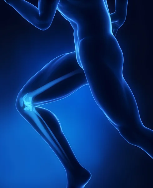 Uciekinier anatomii stawu kolanowego — Zdjęcie stockowe