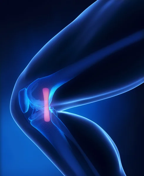 Запуск анатомії коліна людини — стокове фото