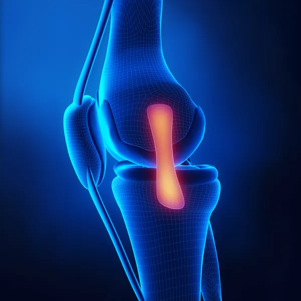 Anatomía de rodilla de ligamento medial — Foto de Stock