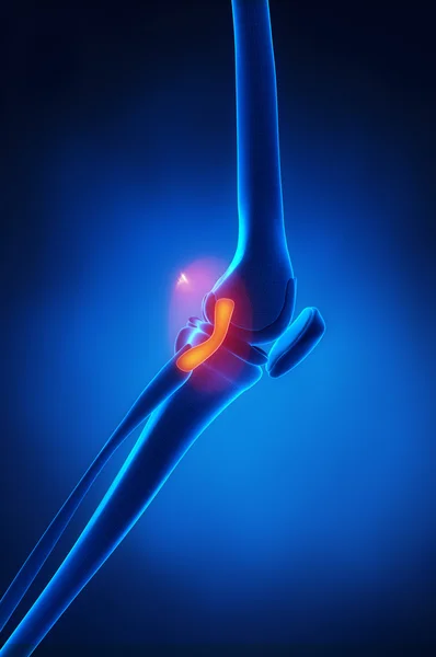 Lateral Collateral Ligament knee anatomy — Stock Photo, Image