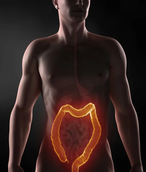 Focado no sistema digestivo do homem — Fotografia de Stock