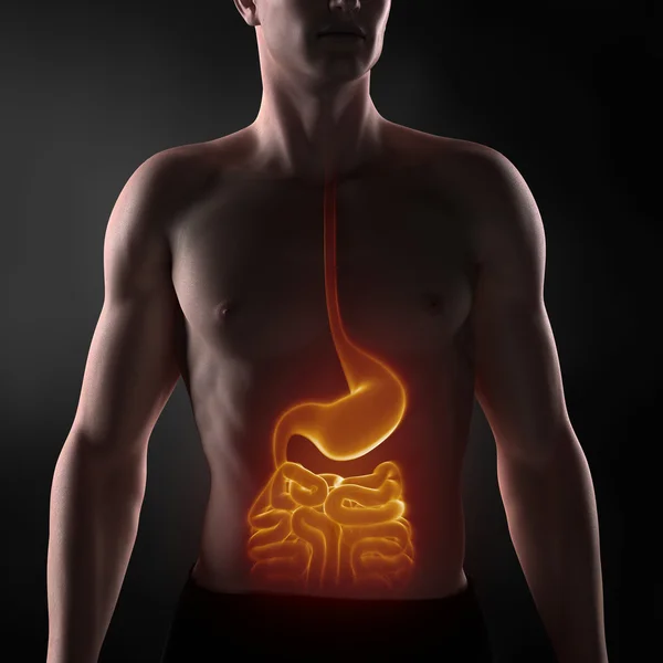 Focused on man digestive system — Stock Photo, Image