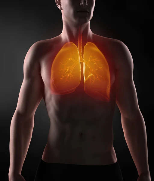 Hombre anatomía pulmonar con árbol bronquial — Foto de Stock