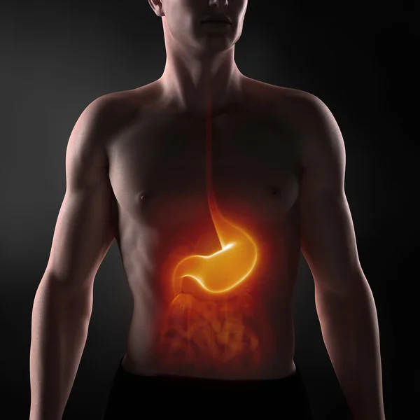 Focused on man digestive system — Stock Photo, Image