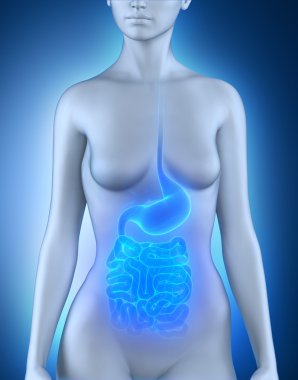 kadın sindirim organlarının anatomisi