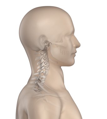 Kyphotic spine in cervical region phase 1 clipart