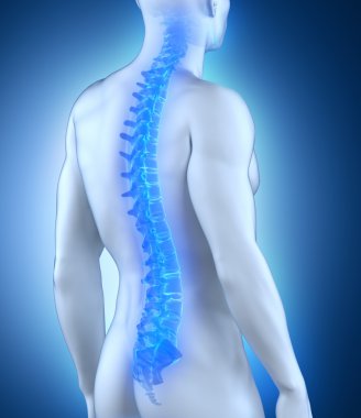 Human spine anatomy clipart