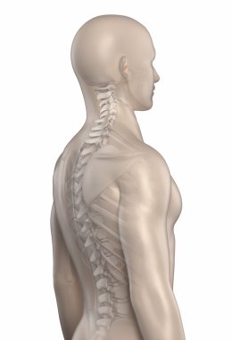 Kyphotic spine clipart
