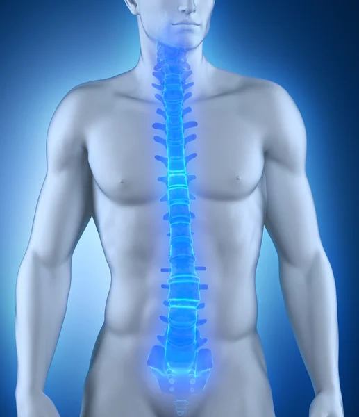 Human spine anatomy anterior view — Stock Photo, Image