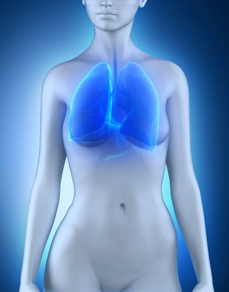 Female lungs respiratory system anatomy — Stock Photo, Image