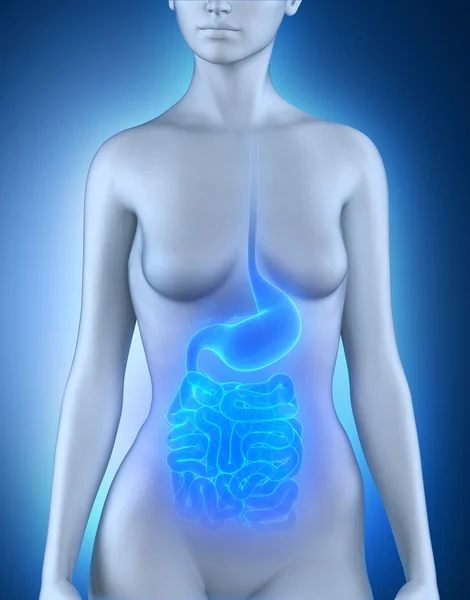 Anatomia degli organi digestivi femminili — Foto Stock