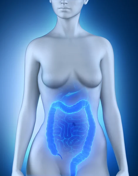 Female colon anatomy — Stock Photo, Image