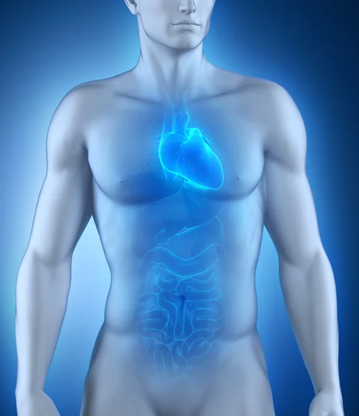 Anatomia ludzkiego serca — Zdjęcie stockowe