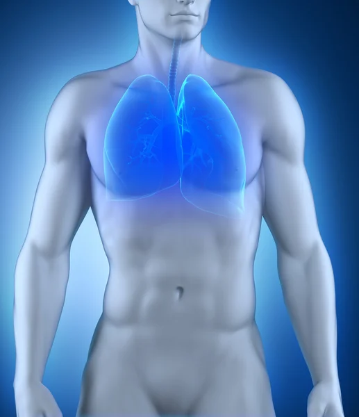 Respiratory system anatomy — Stock Photo, Image