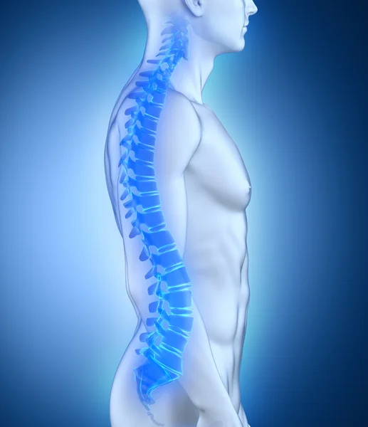 男性の脊椎の解剖学の側面図 — ストック写真
