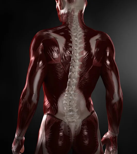 Naked man with visible muscles and spine — Stock Photo, Image