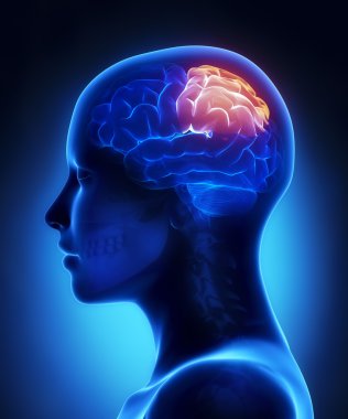 parietal LOB - kadın beyni anatomi lateral görünüm