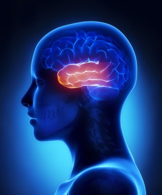 Temporal lobe - female brain anatomy lateral view
