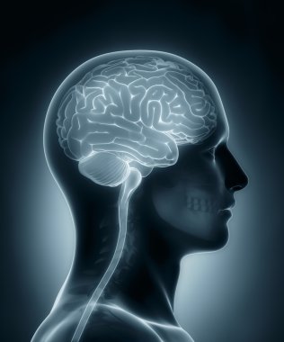 Human brain medical x-ray scan clipart