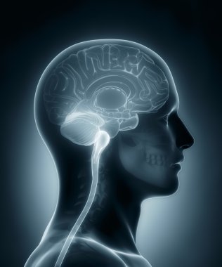 insan beyni çapraz bölüm tıbbi x-ray tarama