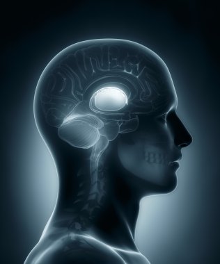 Bazal gangliyon tıbbi x-ray tarama