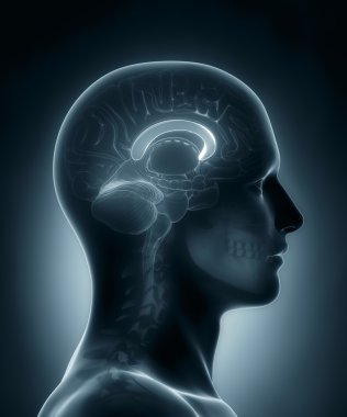 Açık corpus tıbbi x-ray tarama