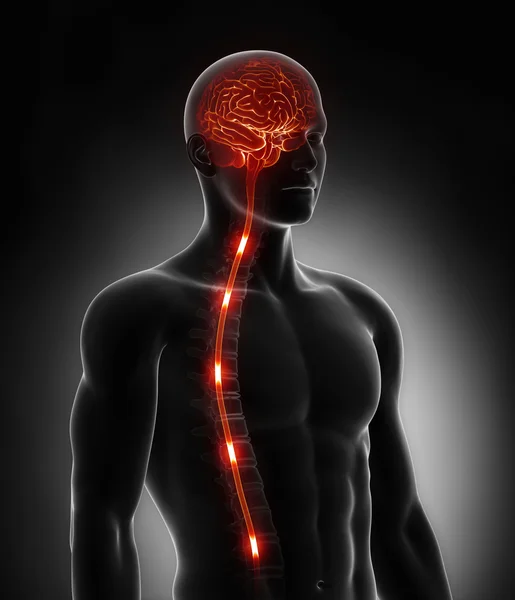 Impulsos de energia nervosa da medula espinhal no cérebro — Fotografia de Stock
