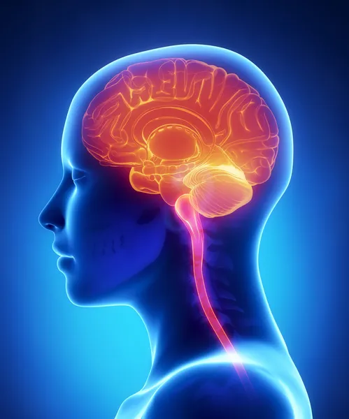Vrouwelijke hersenen x-ray anatomie — Stockfoto