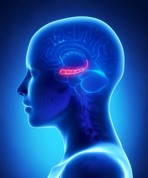 Hyppocampus - female brain anatomy lateral view — Stock Photo, Image