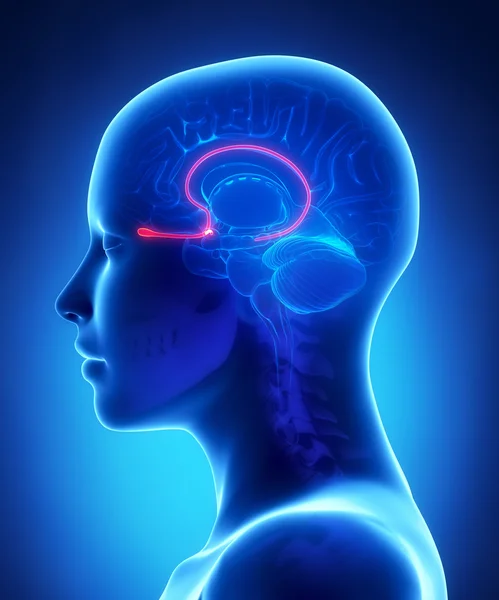 Čichové žárovky - ženský mozek anatomie boční pohled — Stock fotografie