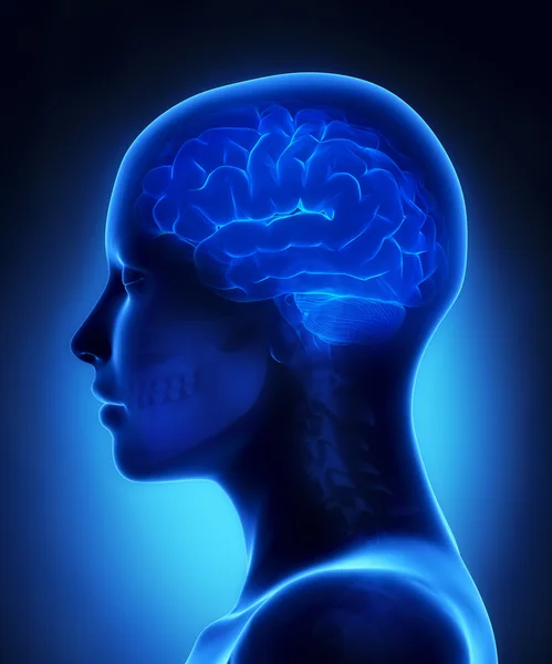 Brain x-ray view — Stock Photo, Image