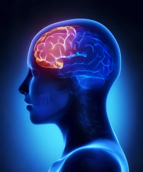 Frontal lobe - female brain anatomy lateral view — Stock Photo, Image