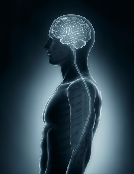 Brain and spinal cord medical x-ray scan